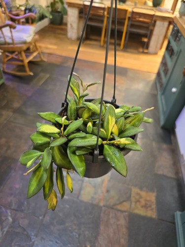 Hoya burtoniae hanging - in,
