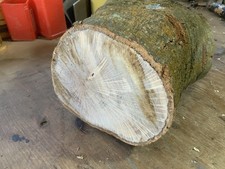 Hold Ilex Oak Bowl Blank Wood