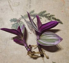 2x Rooted Tradescantia Nanouk