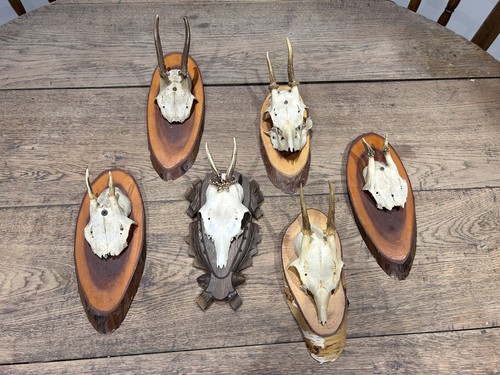 Taxidermy roe deer skull - taxidermy,