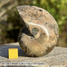 Nautilus fossil cretaceous - nautilus,