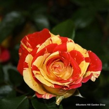 Harry Wheatcroft - Hybrid Tea Rose FREE NATIONWIDE DELIVERY