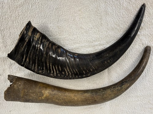 Genuine water buffalo and - water,