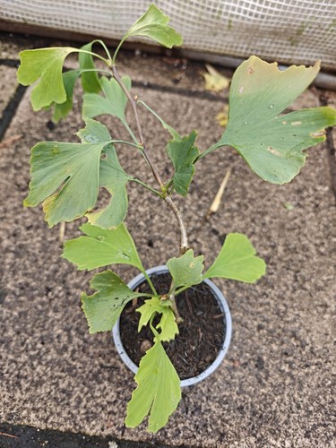 Ginkgo biloba maidenhair - ginkgo, tree