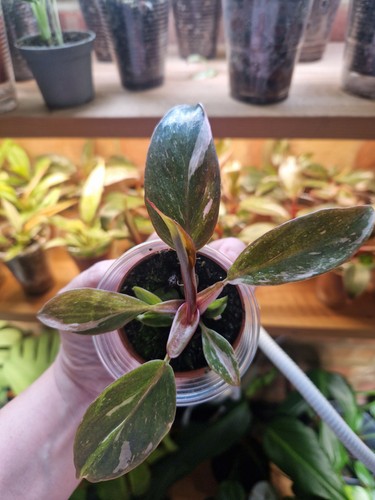 Philodendron pink princess - philodendron,