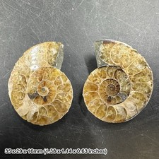 Cut polished ammonite - polished,