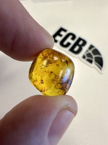Baltic amber with mosquito - with,