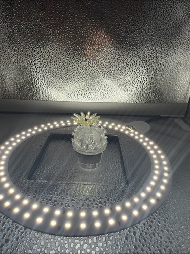 Swarovski crystal friendship - crystal,