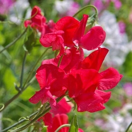 Sweet pea scarlet royal - sweet,