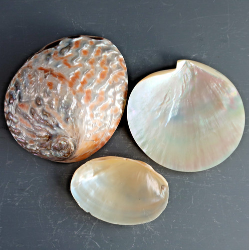 Collection abalone mother - of,