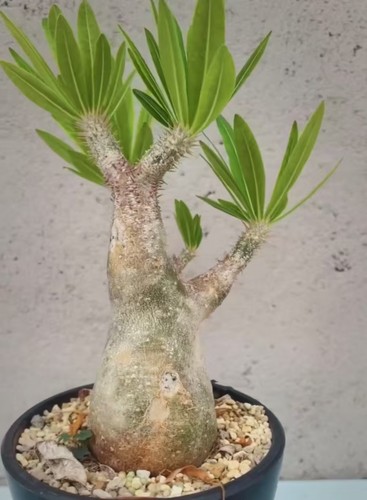 Pachypodium inopinatum wysiwyg - pachypodium,