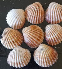 Small cockle clam shells - small,