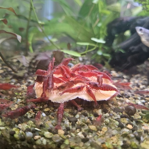 Sakura red cherry shrimp - red,