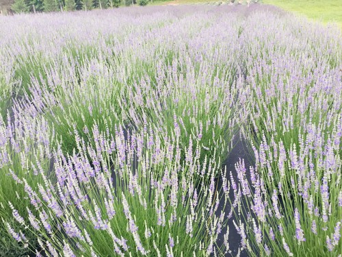 Provence lavender live plant - live,