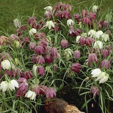 FRITILLARIA MELEAGRIS BULBS HARDY PERENNIAL SPRING FLOWERING-SNAKEHEAD PLANT NOW