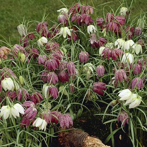 Fritillaria meleagris bulbs - meleagris,