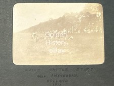 Dutch cattle study near - dutch,