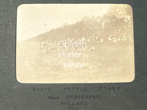 Dutch cattle study - cattle, near