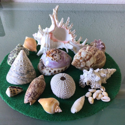 Job lot seashells - lot, of