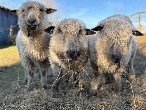 Whole raw sheep - sheep, fleece