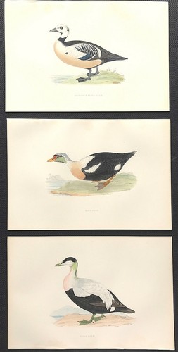Eider king duck - &,