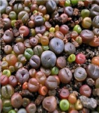 Flower - Cactus - Living Stone - Lithops Mixed - 20 Seeds