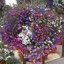 40 Trailing Lobelia Fountain