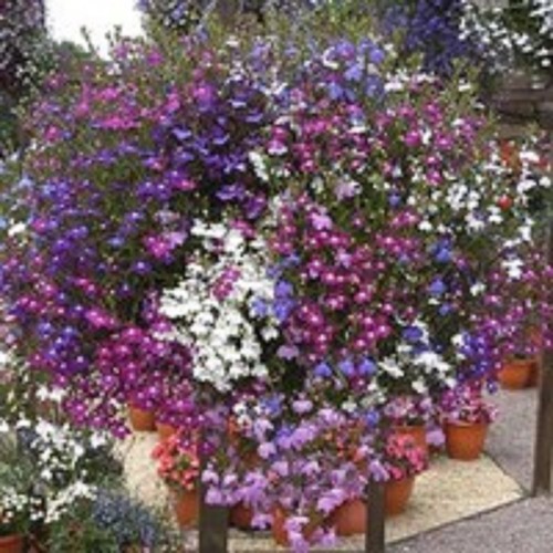 Trailing lobelia fountain - 40,