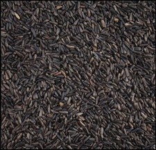 Niger nyger seed 10kg garden - niger,