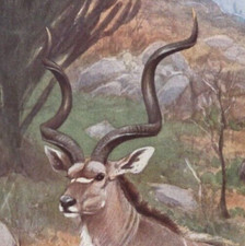 SPIRAL HORNED ANTELOPE - Kudu