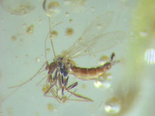 Pliocene amber kenya africa - pliocene,