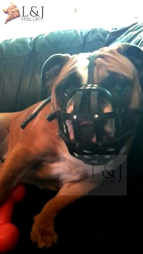 Leather dog muzzle - dog,