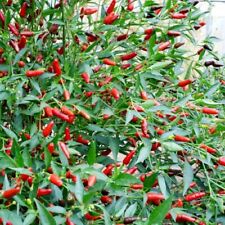 3x Pepper Hot Chilli F1 'Thai