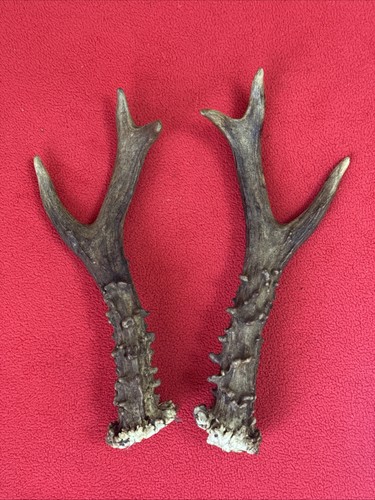 Pair roe deer antlers - antlers,
