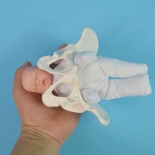 Life Size Female Pelvis Model with Female Pelvis Model for Teaching Students