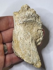 ~4" Ice Age Mammal Fossil