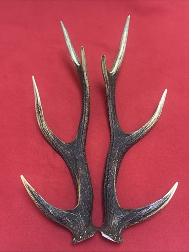 Pair sika deer antlers - pair,