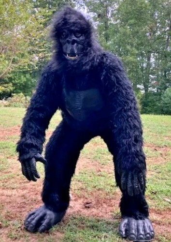 Gorilla ape monkey - monkey, size