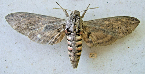 Rare migrant convolvulus hawk - rare,