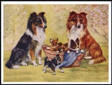 SHETLAND SHEEPDOG SHELTIE DOGS