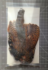Black Francolin Skin, Grade A