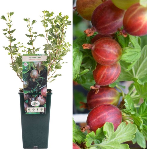 Gooseberry ribes hinnonmaki - gooseberry,