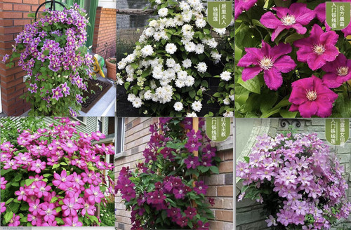 Clematis flower seeds rare - 20,