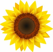 Sunflower vinyl sticker