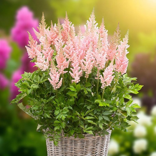 Astilbe plant pot - pot,