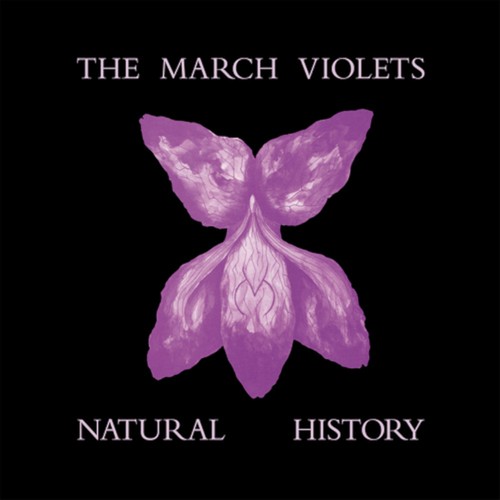 The march violets natural - violets, :