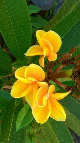 Yellow plumeria seeds - yellow,