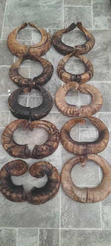 Pairs ram horns - 10,