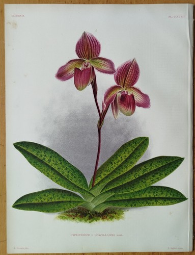 Linden lindenia original - lindenia,