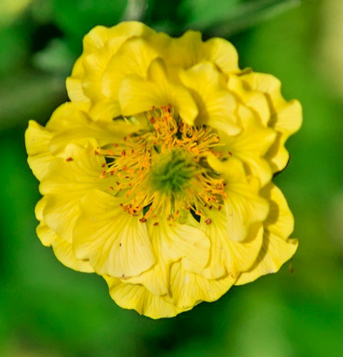 Geum chiloense hybridum - chiloense, lady